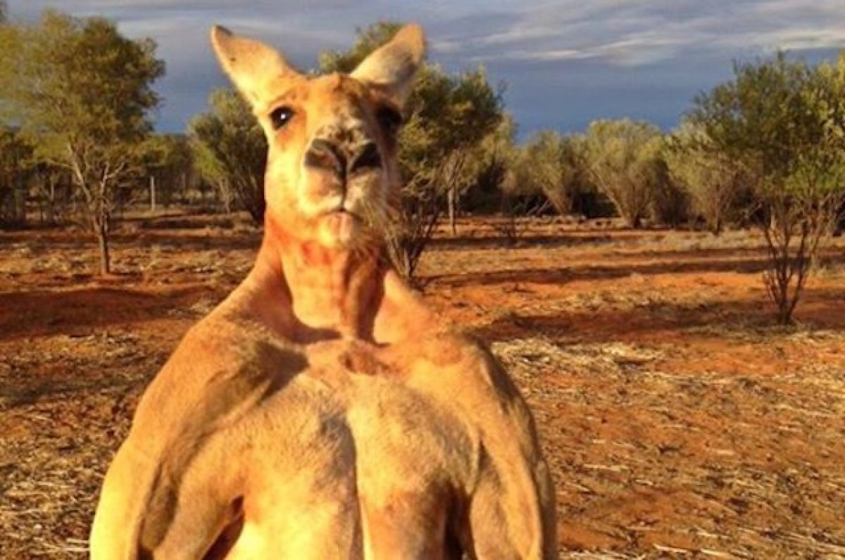 Il canguro Roger è il boss del Kangaroo Sanctuary