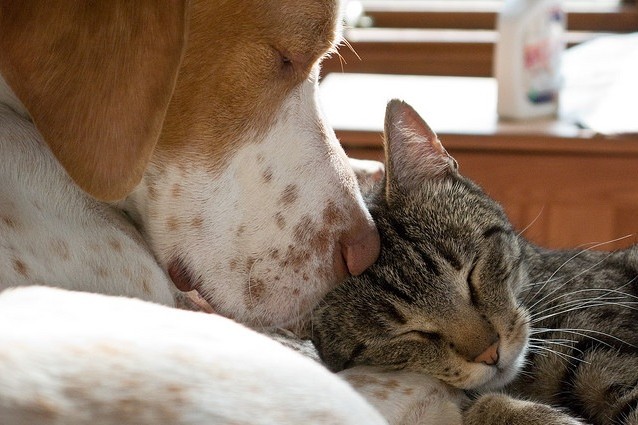 I cani e i gatti possono convivere in pace