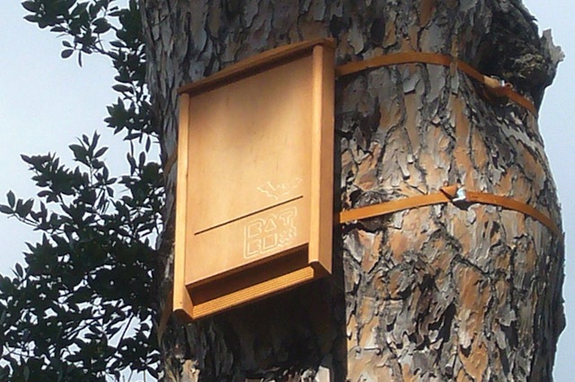 Le bat box ospitano i pipistrelli che si nutrono di zanzare