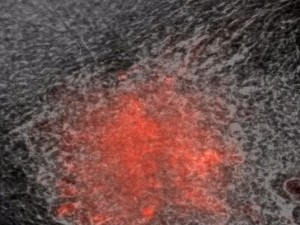 Il mini-cuore creato con le cellule staminali