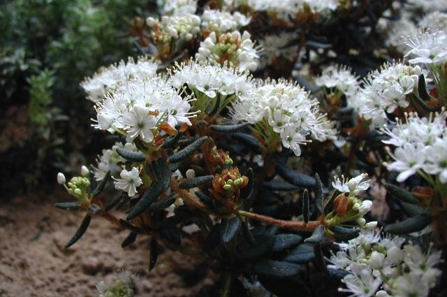 Il ledum palustre è un repellente naturale per zanzare (@Wikipedia)