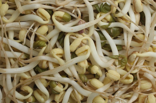 Tenere lontane le zanzare con l’olio di soia