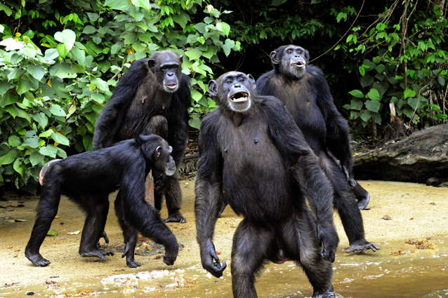 scimpanze-a-monkey-island.jpg
