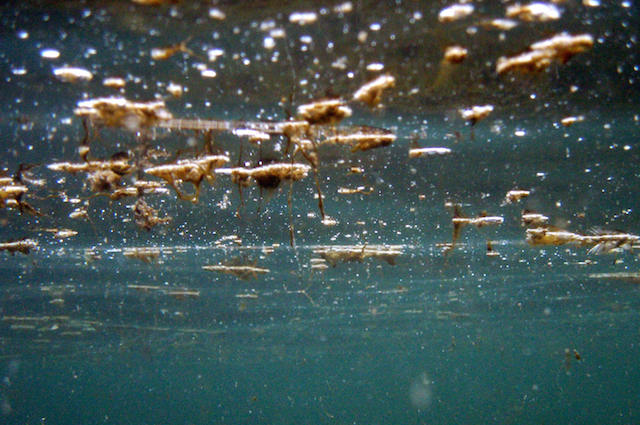 Pericolo alga tossica in Puglia, a rischio Bari, Brindisi e Lecce