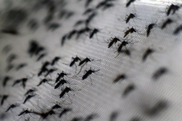 Zanzare Aedes aegypti responsabile della febbre dengue