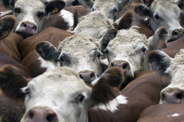 Carne rossa e lavorata