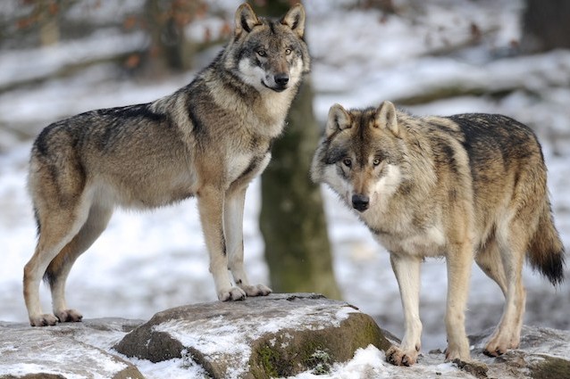 La fauna selvatica di Chernobyl