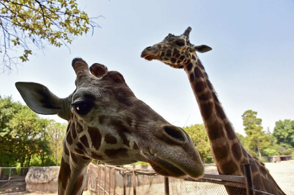 Perchè Le Giraffe Hanno Il Collo Lungo