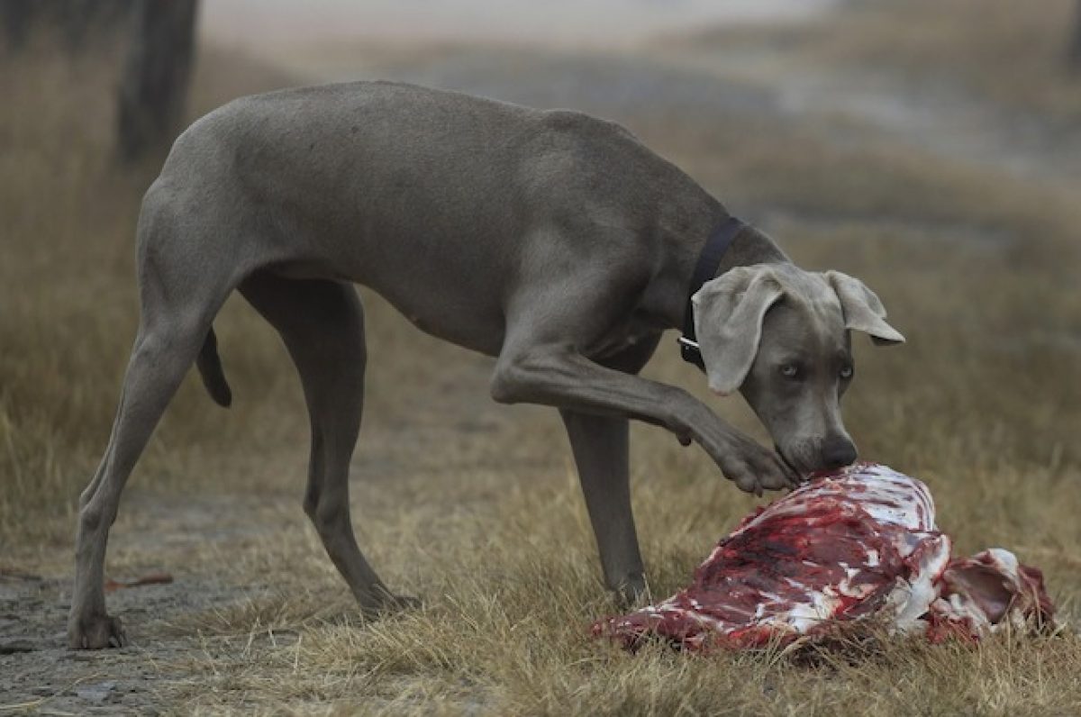 Crocchette Vs Dieta Casalinga Cosa Dare Da Mangiare A Cani E Gatti