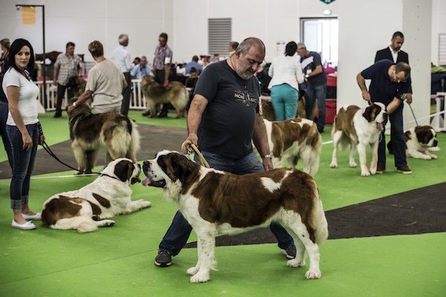 Le malattie dei cani di razza sono il risultato delle selezione artificiale?