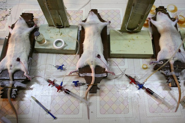 Sperimentazione animale: dove finisce la scienza e inizia la crudeltà