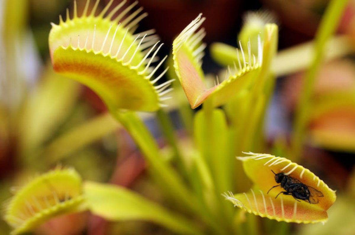 Perché la pianta carnivora dionea sa contare fino a 5? Perché la pianta carnivora dionea sa contare fino a 5?