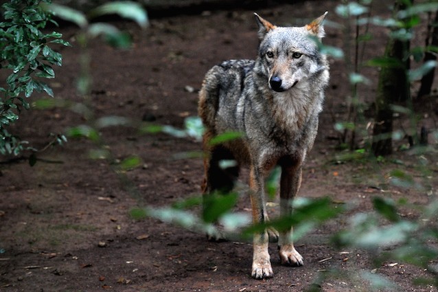 Abbattimento dei lupi: ecco perché anche il WWF dice NO