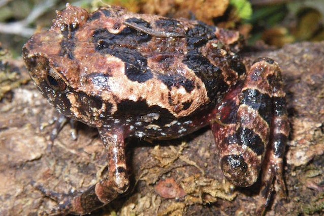 Scoperte in Madagascar due nuove specie di rane