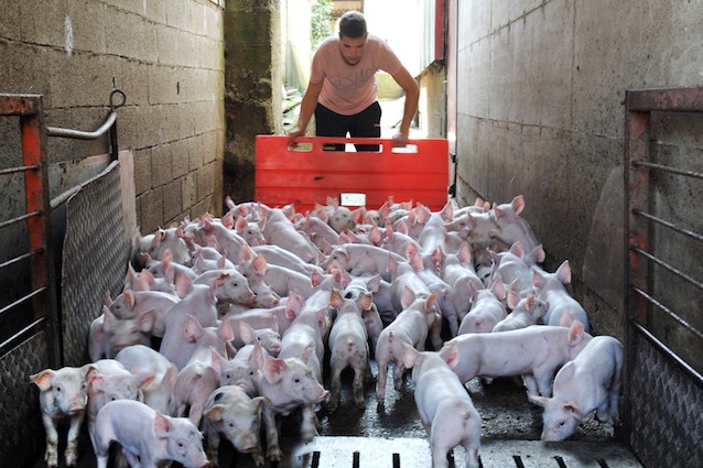 Sfruttamento animale: organi per umani allevati nei corpi dei maiali