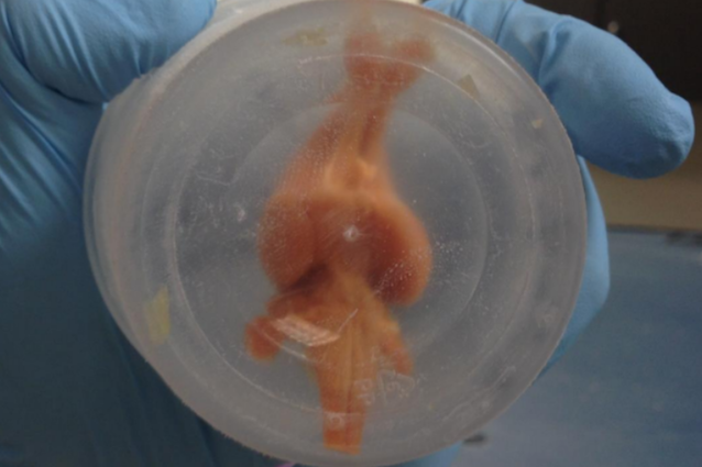 Ecco il primo cervello criopreservato senza danni