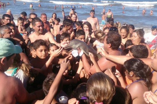 Cosa è realmente accaduto al delfino trovato in spiaggia?