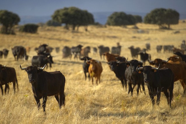 Gli animali che alleviamo e uccidiamo ci stanno distruggendo ed è colpa nostra