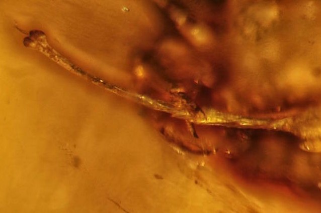 Il fossile con l'erezione che dura da 99 milioni di anni