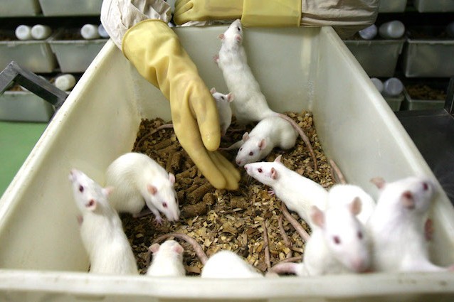 Il mini cervello umano che sostituirà la sperimentazione animale