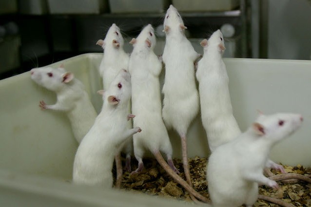 Infertilità: ecco gli spermatozoi funzionali creati da cellule staminali