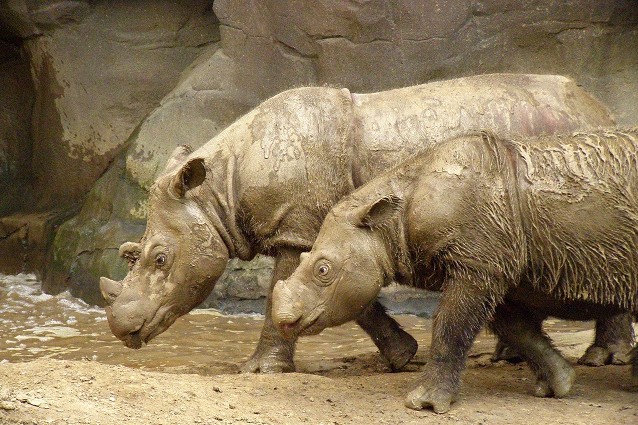 Si pensava fosse estinto! Trovato un rinoceronte di Sumatra nel Borneo
