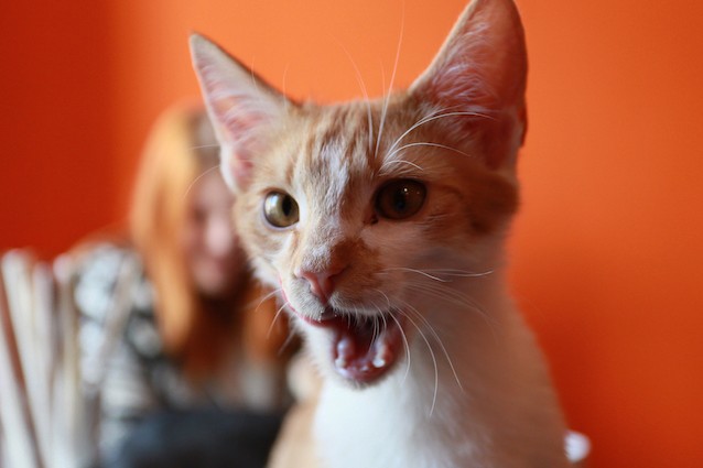 I gatti modificano il loro linguaggio a seconda del nostro dialetto?