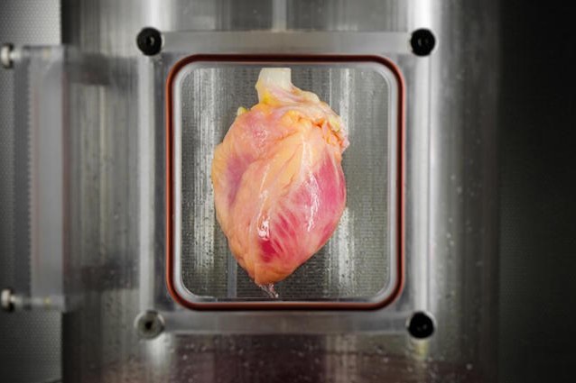 Il muscolo cardiaco creato da un cuore decellularizzato e da staminali