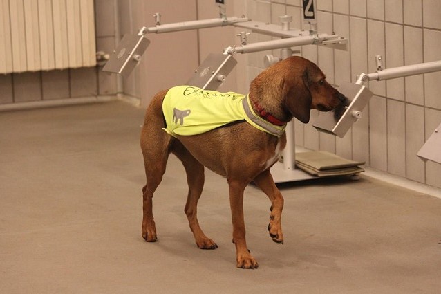 Cani e naso elettronico: la ricerca italiana contro il tumore ai polmoni