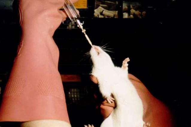 Stop ai test sugli animali per le nostre dipendenze da fumo e alcol