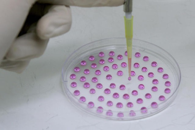 Topi curati dal diabete grazie a cellule beta create dalle staminali