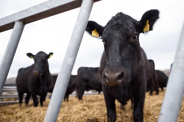 Mucche geneticamente modificate per soffrire meno il caldo: la carne del futuro