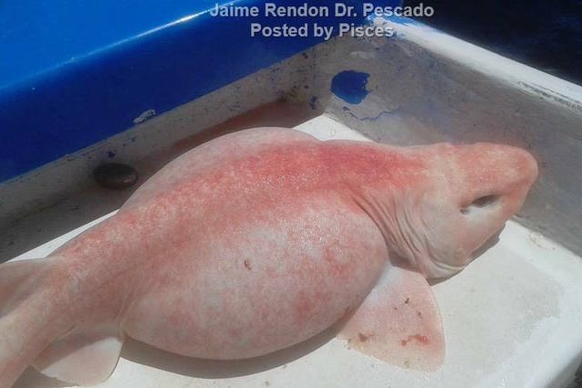 Svelato il mistero dello squalo rosa e grasso trovato in Messico