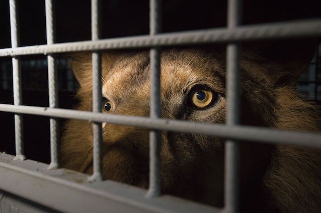 Dagli orrori del circo all'Africa, 33 leoni assaporano la libertà