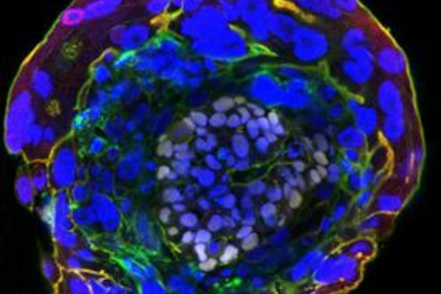 Gli embrioni umani in vitro vivono 13 giorni e segnano un record