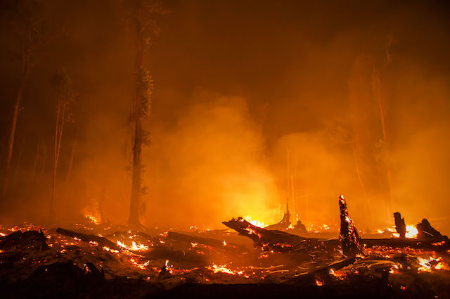 Le foreste vergini vengono rase al suolo e il terreno incendiato per far spazio alla palma da olio