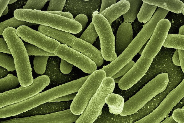 È allarme negli USA per il batterio resistente all'antibiotico più potente del mondo
