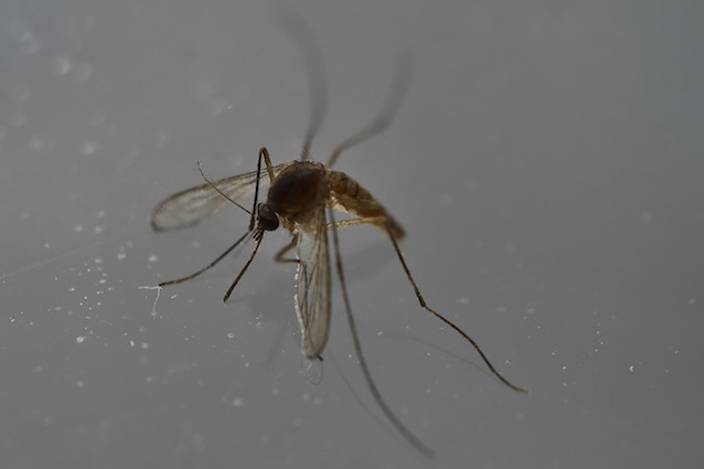 C'è un nuovo caso di Zika virus in USA ed è un mistero per i ricercatori