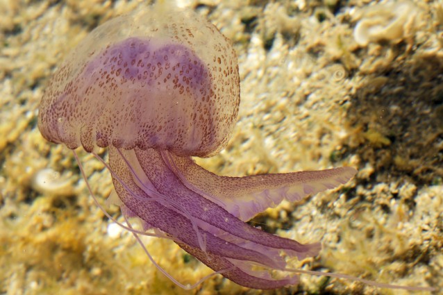 Le 7 meduse più dolorose e affascinanti del Mediterraneo