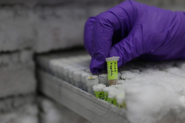 Cancro alla vescica, dopo 30 anni ecco il nuovo farmaco efficace