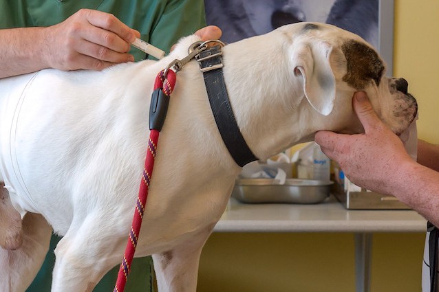 È italiano il nuovo vaccino per la cura del cancro dei cani