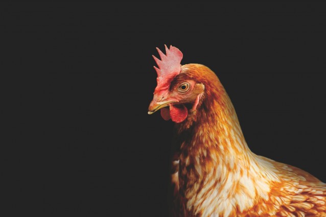 L’intelligenza segreta di chi ha un “cervello di gallina”