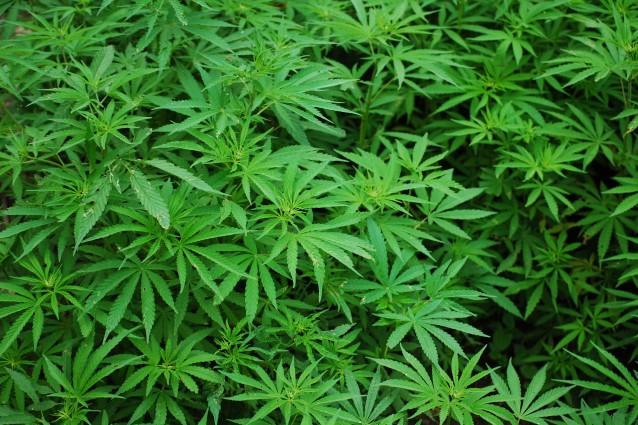 Fumare marijuana gratifica più del sesso e del cibo