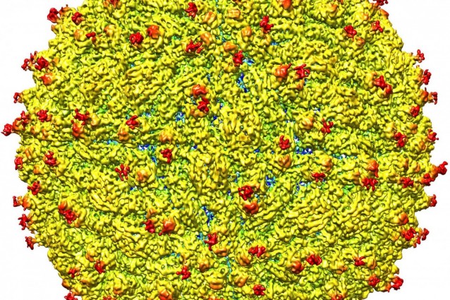 Zika virus, rappresentazione (Purdue University/PA Wire)