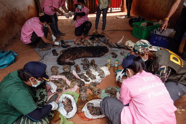 Thailandia, 40 cuccioli di tigre e un binturong nel freezer: il Tempio degli orrori
