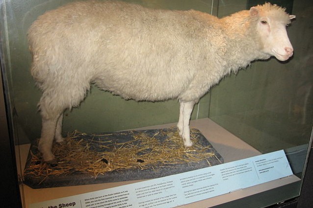 Dolly, imbalsamata ed esposta al National Museum of Scotland