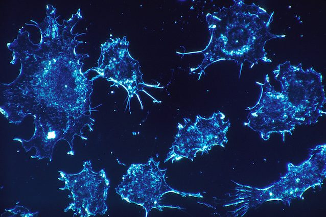 Cos’è l’inibitore ND646, la sostanza che ferma i tumori
