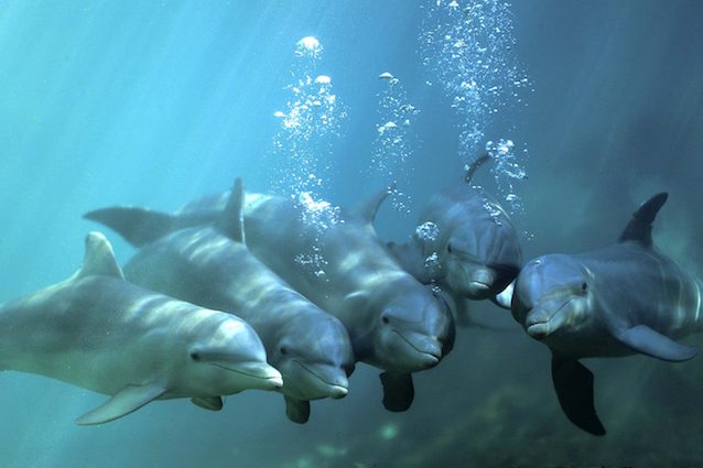 “I delfini parlano tra loro”, scoperto il linguaggio segreto simile a quello umano