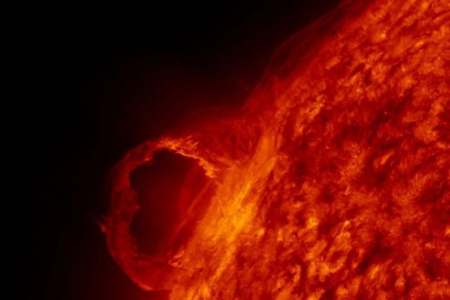 sole