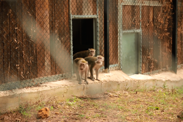 16 macachi salvati dalla sperimentazione in Italia, ecco dove vivono adesso